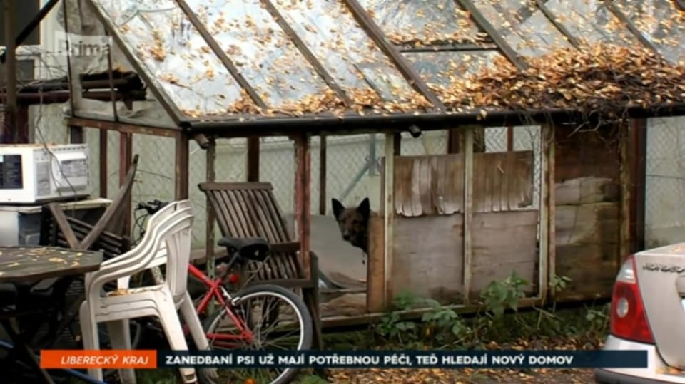 10. 12. 2017 ZPRÁVY: ZANEDBANÍ PSI UŽ MAJÍ POTŘEBNOU PÉČI, TEĎ HLEDAJÍ NOVÝ DOMOV